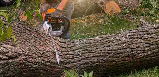 Trusted Neah Bay, WA  Tree Services Experts