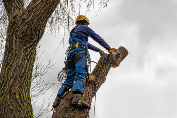 Mulching Services in Neah Bay, WA