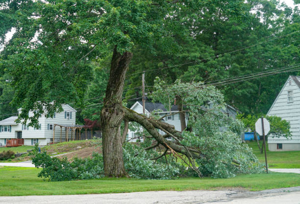 Best Tree Disease Treatment  in Neah Bay, WA