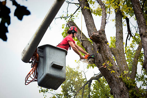 Best Hazardous Tree Removal  in Neah Bay, WA